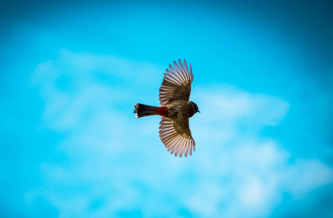 Photo Birds wings