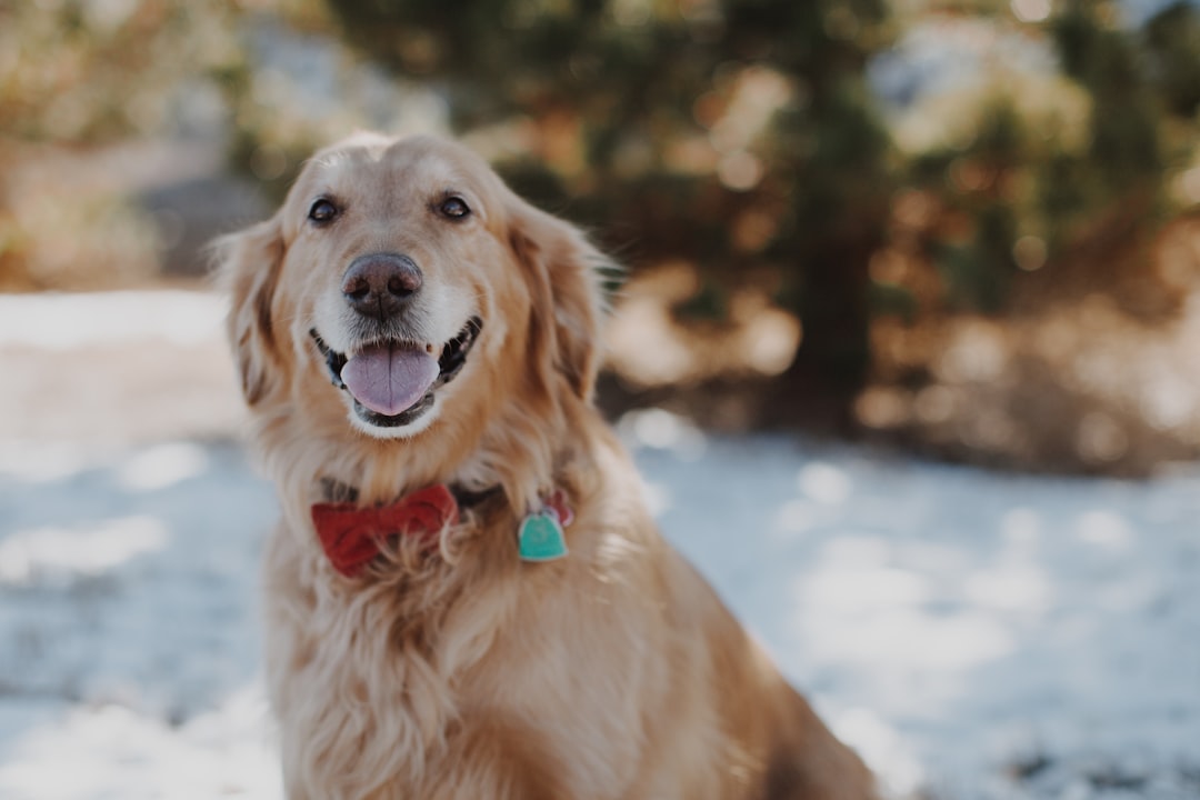 Photo Golden Retriever