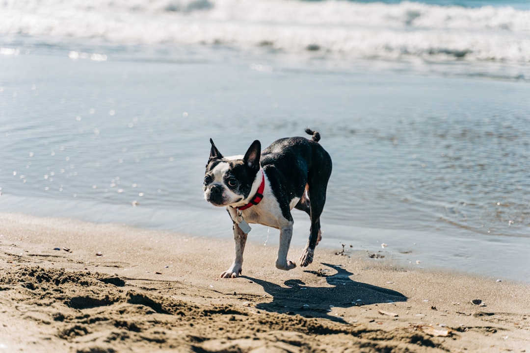 Photo Beach with dogs